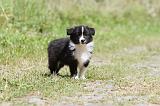 BORDER COLLIE 657